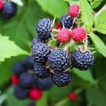 Černá malina Black Jewel