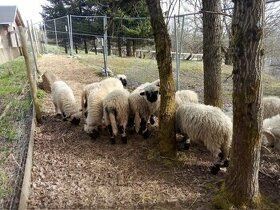 Walliserské ovce - 1