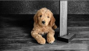 Goldendoodle s pp (cavapoo, labradoodle, maltipoo)