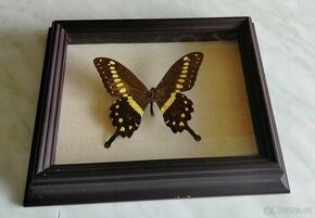 Tropický motýl Papilio Lormieri