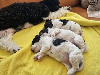 Štěňátka - pudlík trpasličí harlekýn