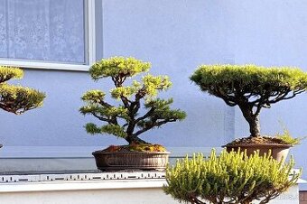 Borovice lesní (Pinus sylvestris) bonsai