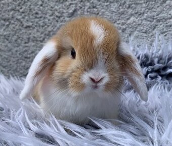 ❤️❤️Minilop Kralicek Beránek mimi k rezervaci - 1