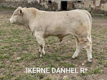 Plemenný býk Charolais