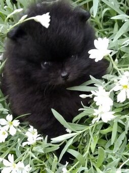 Pomeranian