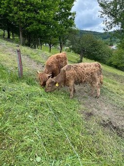 Býček a jalovička highland - 1