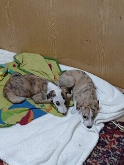 Whippet-Vipet