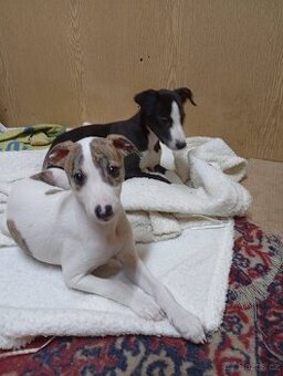 Whippet-Vipet - 1
