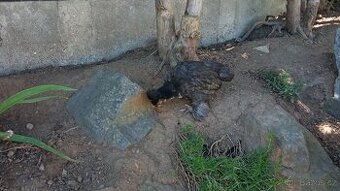 Bregovska dzinka
