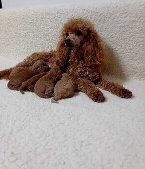maltipoo - 1