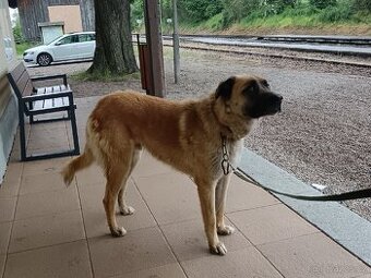 Daruji psa kangal