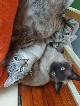 Koťátka Ragdoll bez PP