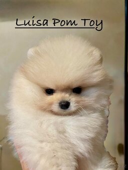 POMERANIAN S PP FCI