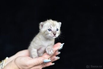 Bengálská charcoal mink koťátka s PP