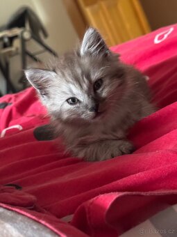 Kocourek - kříženec Ragdoll a Evropské kočky