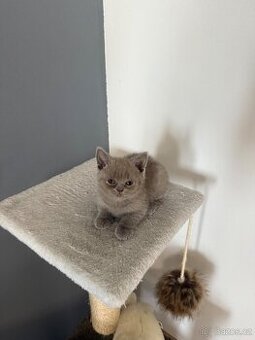 Na prodej roztomilá britská koťátka🐾