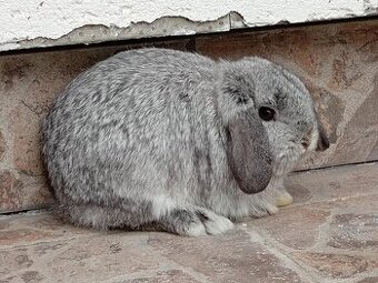 Volná samička - Anglický Zakrslý Beránek MiniLop🍑🧡🤍