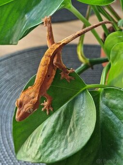 Pagekon řasnatý Correlophus ciliatus mládě
