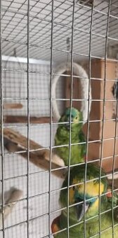 Chovny pár amazonana modroceleho xanthopteryx