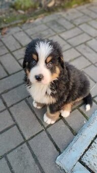 Šťěňata Bernský salašnický pes bez Pp