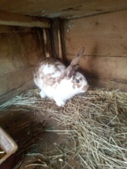 Osmiměsíční samec