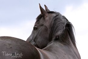 shagya arab - inseminace 2026