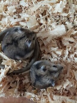 Krejčík džungarský