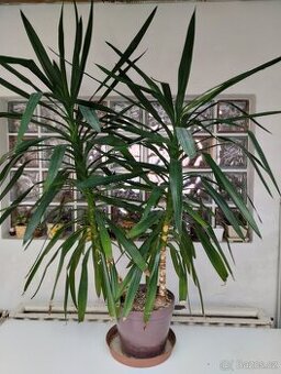 YUCCA pokojová