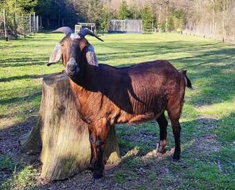 Podílová anglonubijská koza