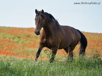 Valach P.R.E – prodej