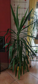3x yucca 140-190 cm v plastovém květináči i jednotlivě - 1
