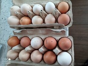 Domácí vejce vajíčka z vlastního chovu