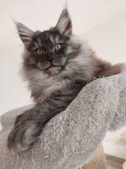 MAINE COON - Mainská mývalia s PP