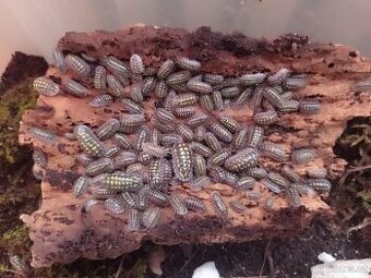 Armadillium Gestroi