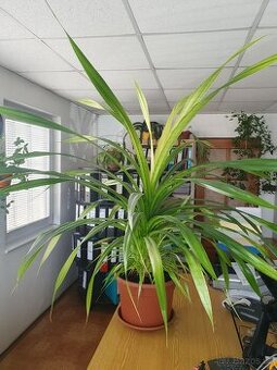 pandanus sanderi - 1
