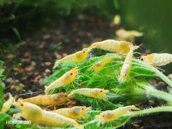 Krevetky Caridina - Yellow Bolt