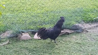 Ayam Cemani