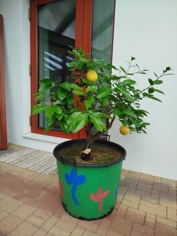 Citron - 1