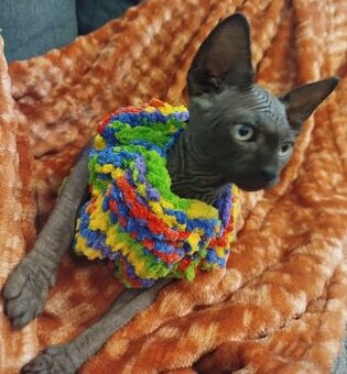 Nabízím k rezervaci Kocourka SPHYNX Kanadský