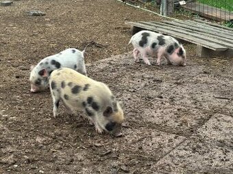 Gottingentské mini prasátka - 1