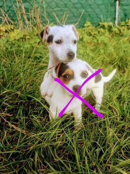 Štěňátko Jack Russell