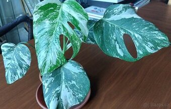 Monstera albo variegata