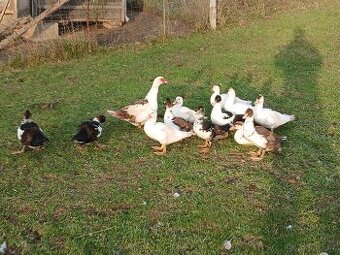 Prodám kachna čínská, pižmová