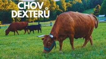 Rezervace na dexter jalovice s POP na rok 2026