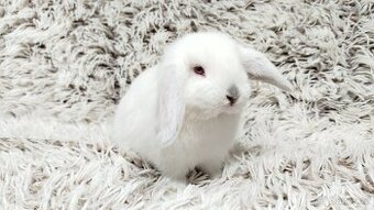 Zakrslý beránek, králíček, králík - MOLLY A MATEO