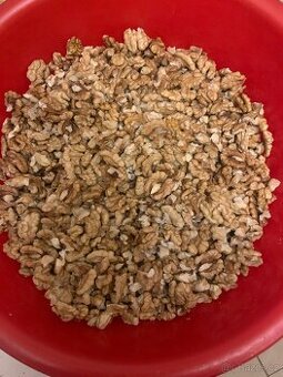 Vlašské ořechy loupané