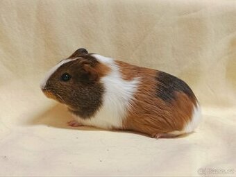 Samička morče ♀️