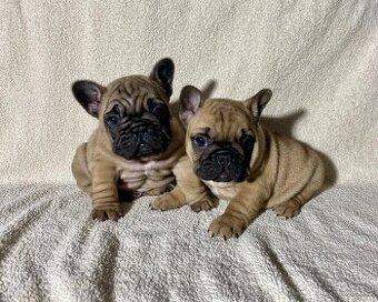 TOP francouzský buldoček s PP FCI