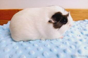 Morče - morčata - samcie do role mazlíčků