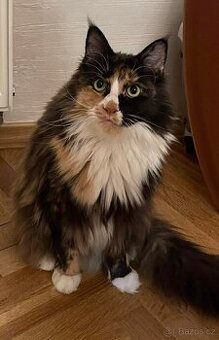 Mainská mývalí kočka s PP